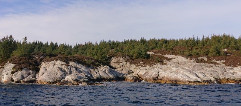Holme i sjøen med skog på.