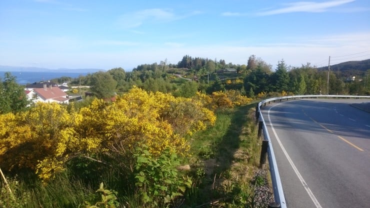 Førekomsten av gyvel har nærast «eksplodert» dei siste ti åra. Den er enno i stor grad knytt til «skrotemark» og vegkantar, men vi er uroa for mogleg spreiing til kystlynghei. På fotoet ser ein òg parkslirekne, sitkagran og vestamerikansk hemlokk. 
