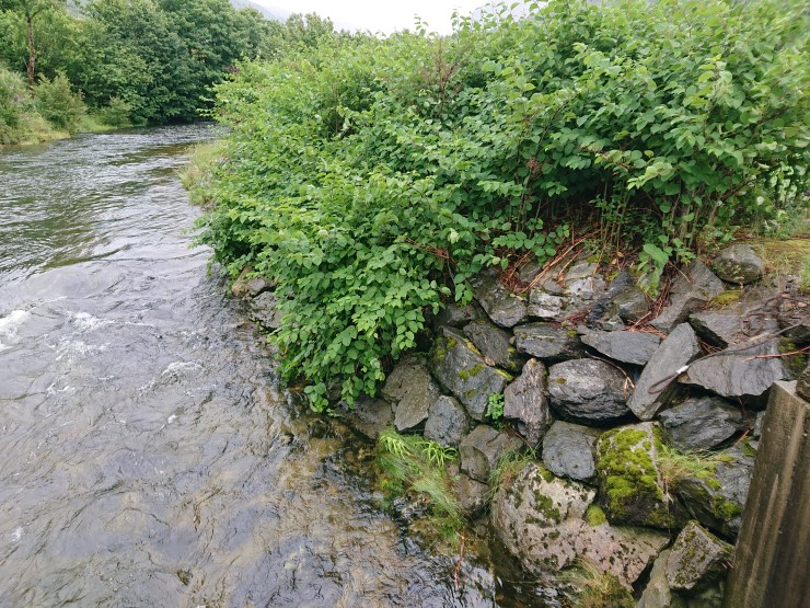 Storblada plante på elveforebygging, med elv i forgrunnen.