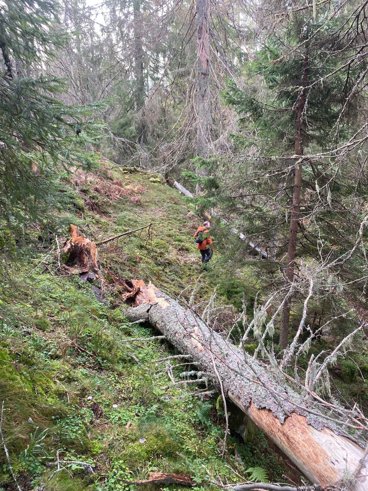 Gammel granskog i Brånafjell.