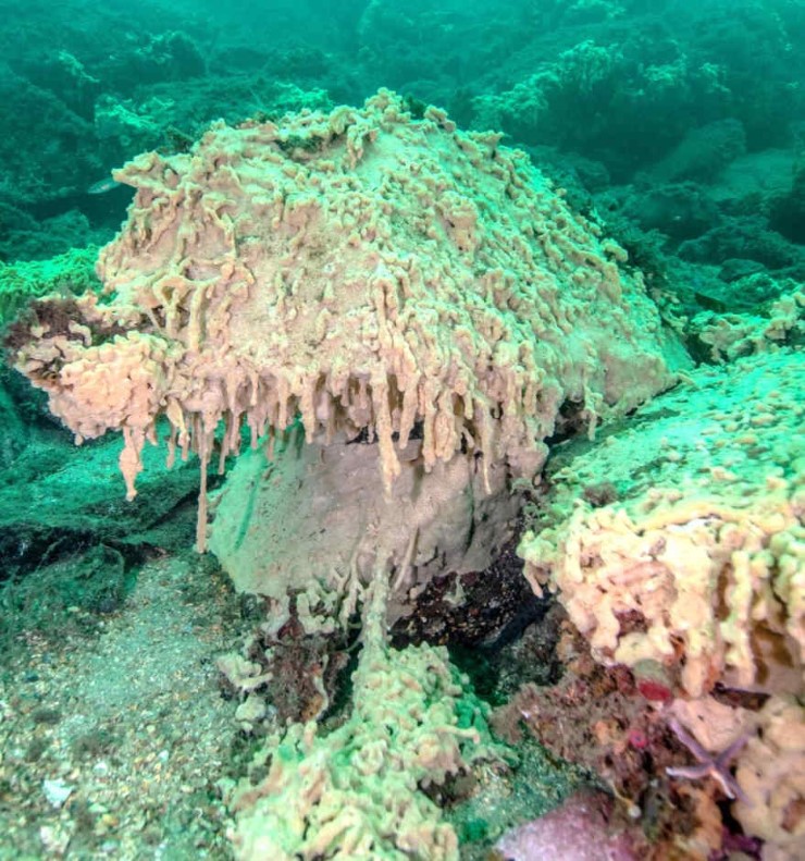 Bilete under vatn av ei teppedannande grå organisme.