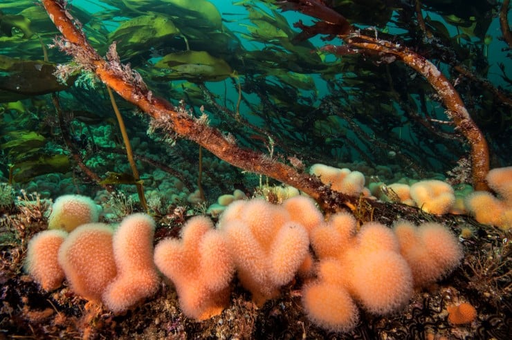 undervassbilete med tarestilker og fine anemoner i oransje