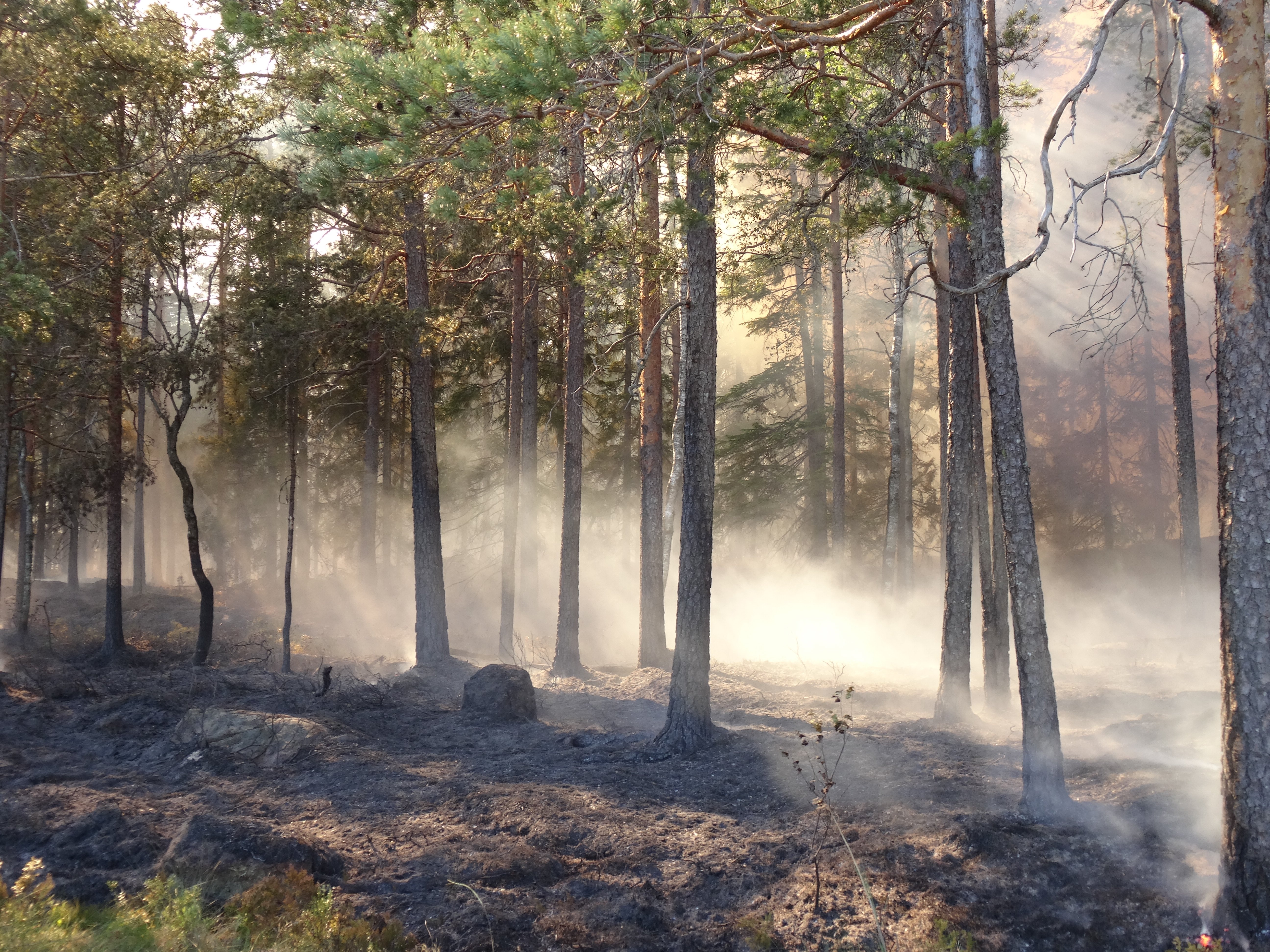 Bilde av skog som har brent gjennom kontrollert brenning i Sverige. Røyken ligger rolig.