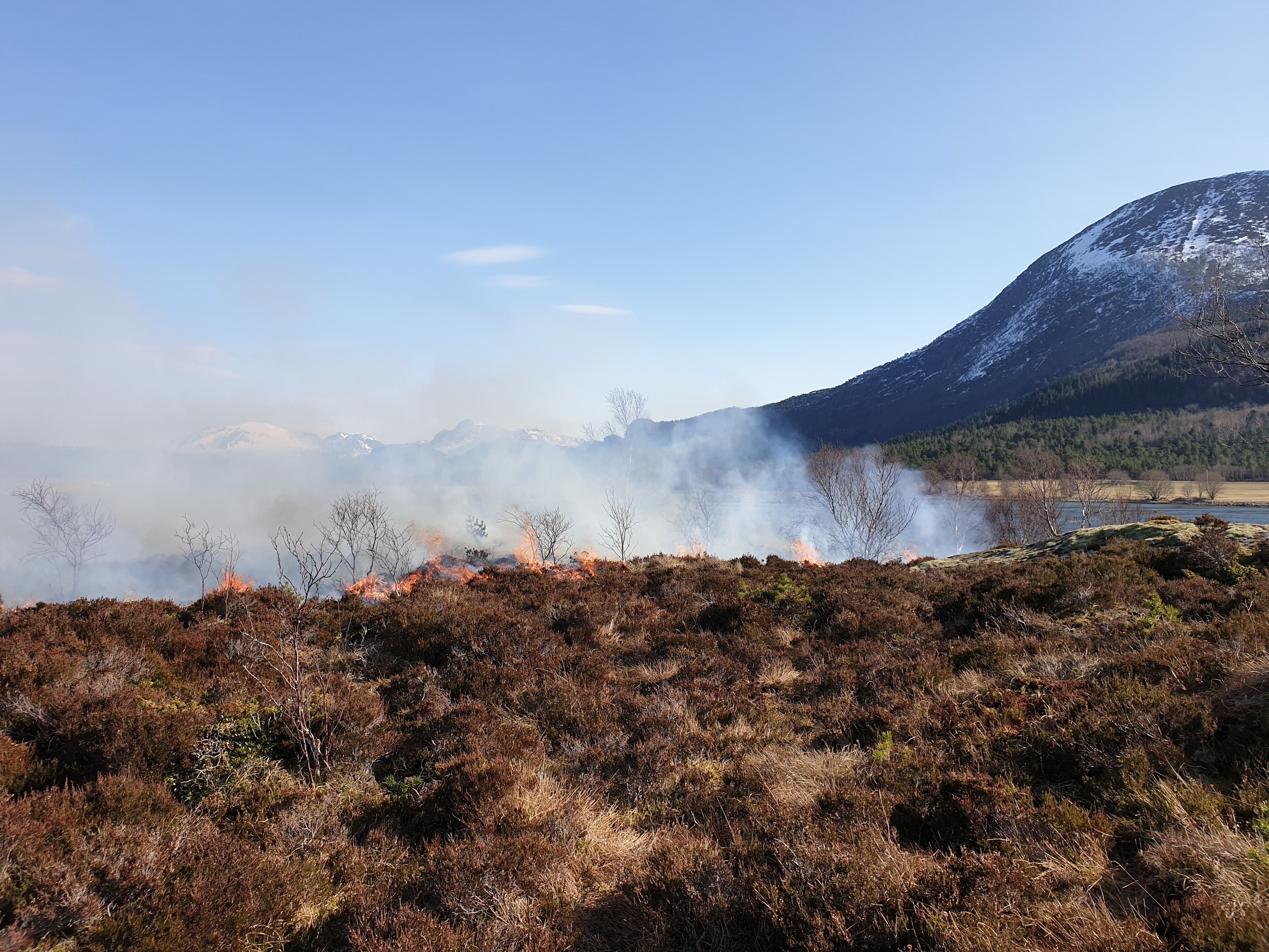 Lyngsviing av kystlynghei på Langøya.  