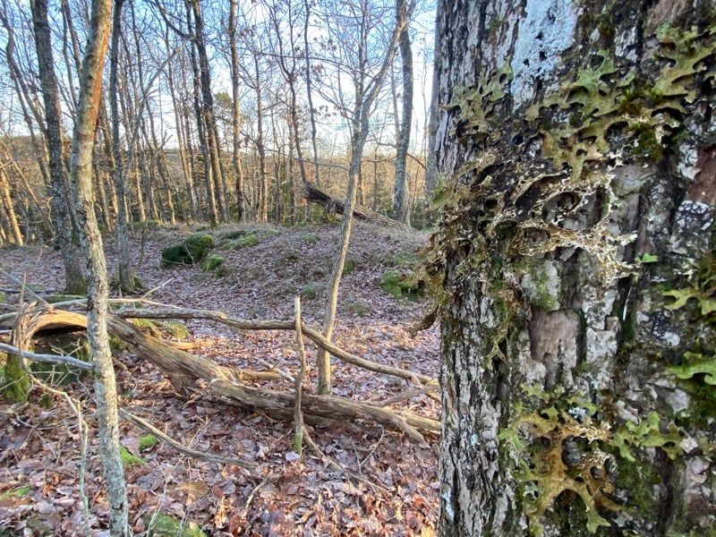 Lungenever på eldre eik - Joknåsen naturreservat.