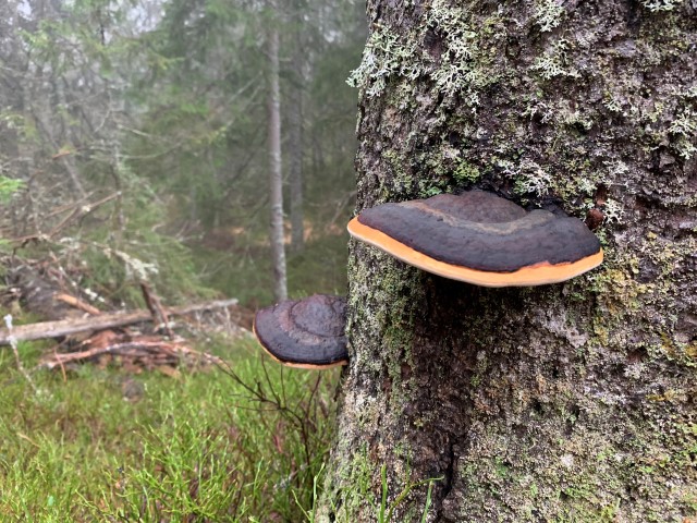 Rødrandkjuke i Middagsberget naturreservat.