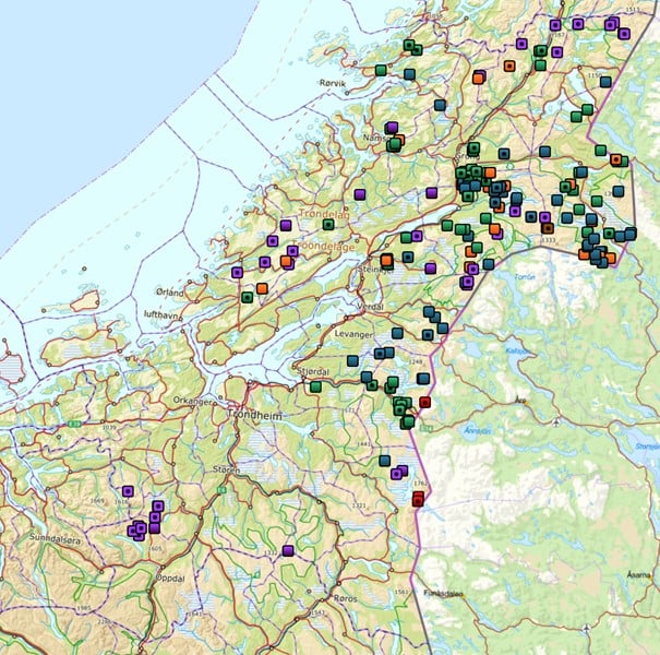 Påviste tap av tamrein til fredet rovvilt 2024