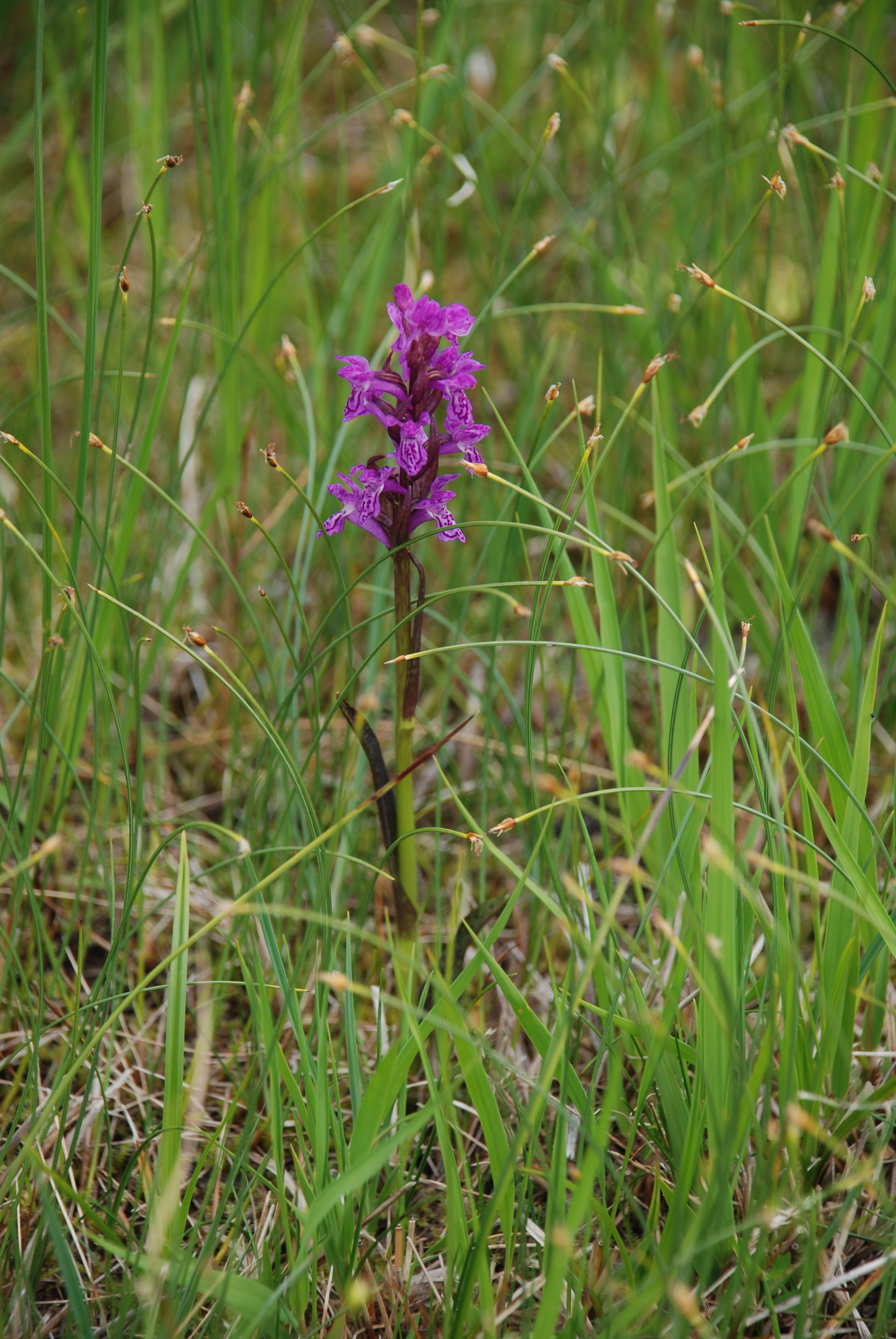 Blodmarihånd (Dactylorhiza incarnata var. cruenta) er blant artene som lever på myra i Øvre Forra naturreservat. ØvreForra120712_Blodmarihand_Dactylorhiza_incarnata_ssp_cruenta1_ALyngstad.JPG