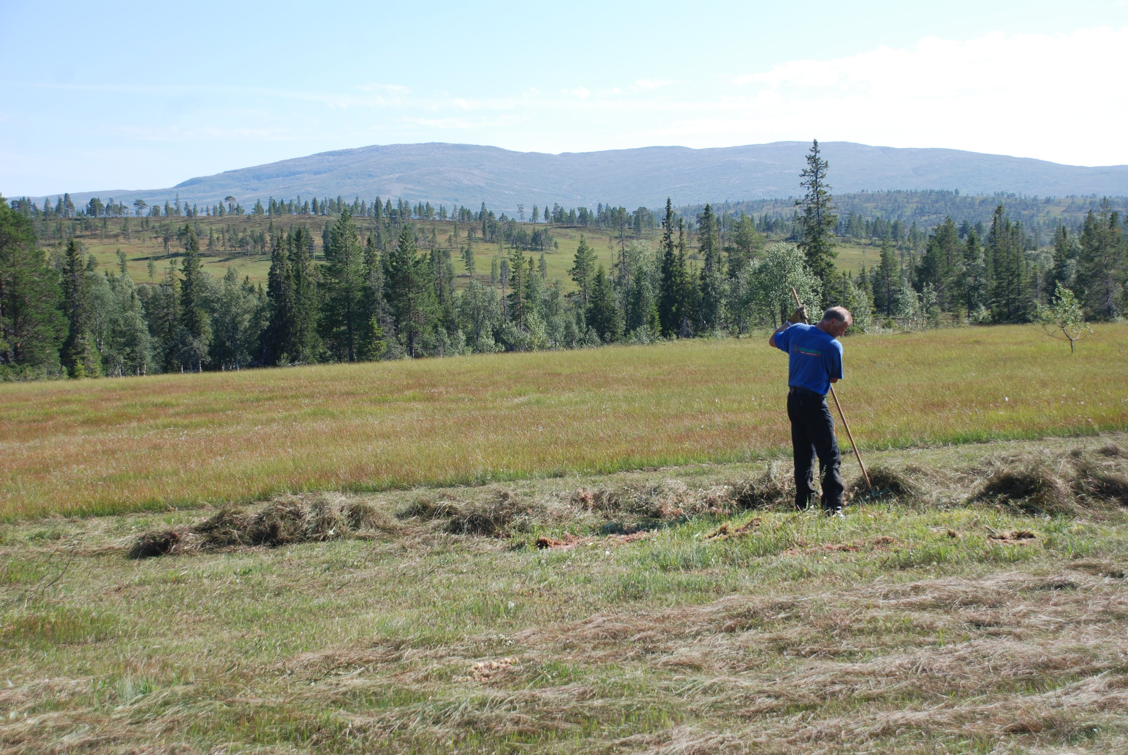 Arbeidspersonell raker høy i forbindelse med myrslått i Øvre Forra naturreservat. Skjøtsel_ØvreForraAugust2010_Raking03Ystad_PåHeståslættetmotHeståaHundskinnetKliningen_ALyngstad.jpg