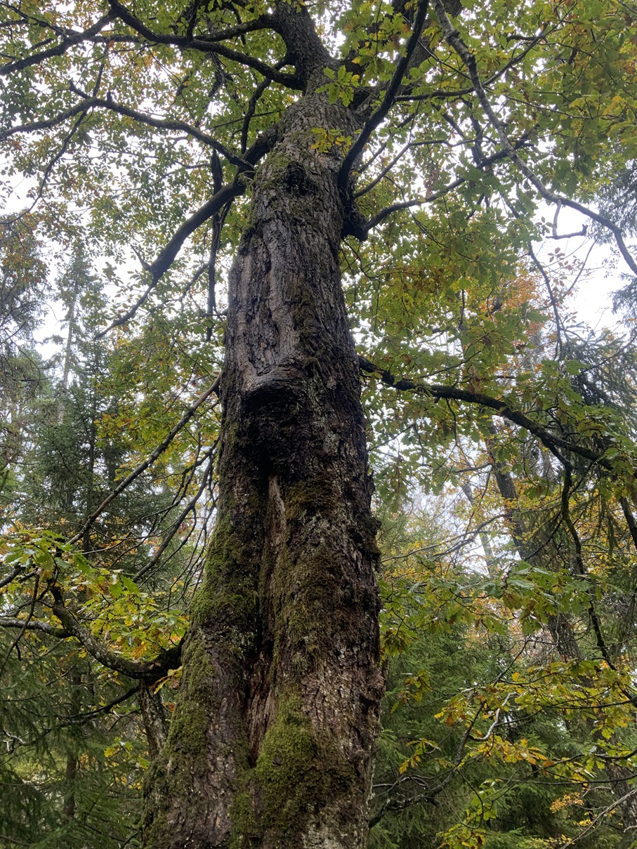 Gammel eik ved Hårmyr i Hårmyrliene og Toksåsen naturreservat