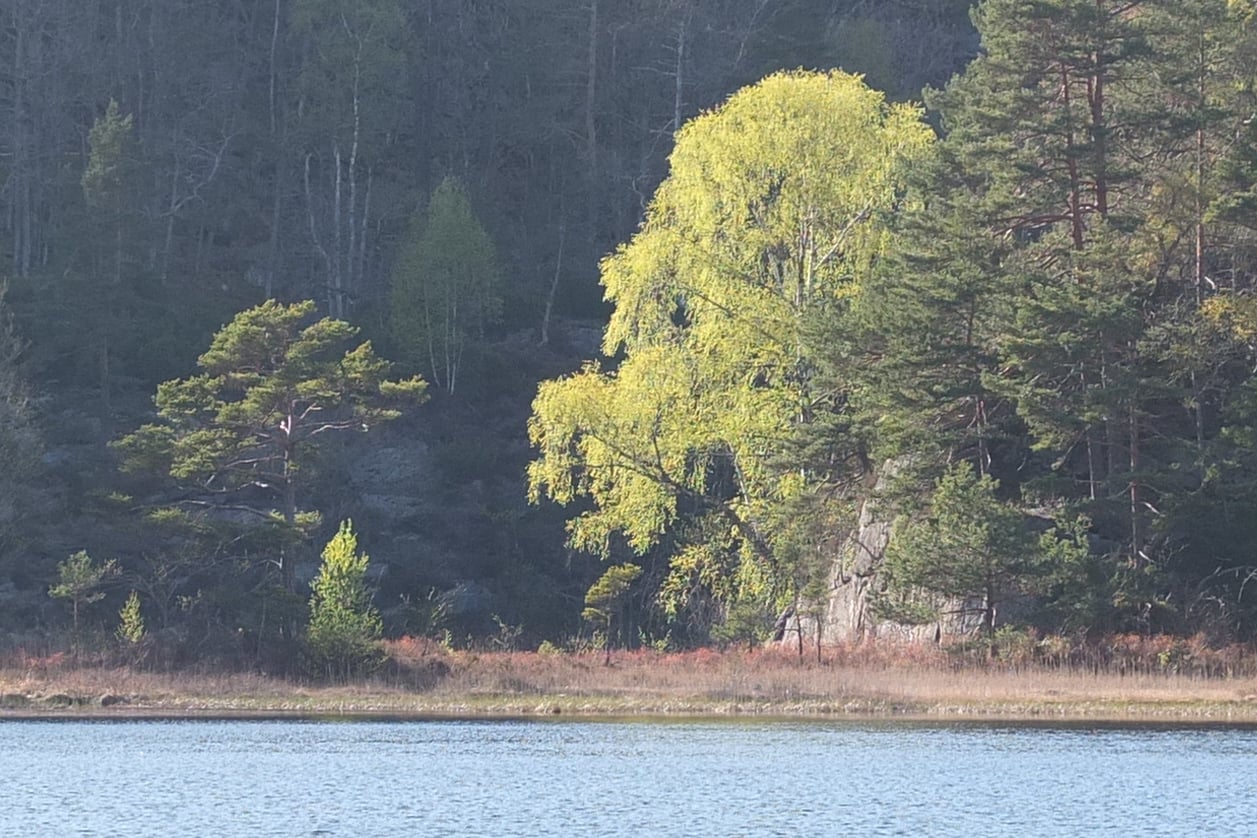 Bjørk ved Svingervannet.