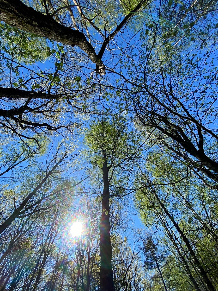 Fra Svingervann naturreservat