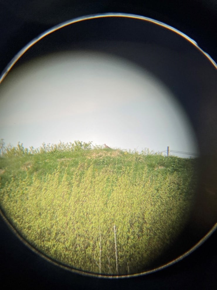 Storspove i kikkert