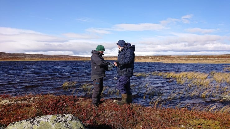 For å undersøkje utbreiing av ørekyt på Hardangervidda, har Statsforvaltaren i Vestland tatt i bruk miljøDNA. DNA frå organismar som lev i vatnet vert samla inn ved filtrering av vassprøver og analysert. Det har vore gjennomført to rotenonaksjonar i nasjonalparken for å fjerne ørekyt, siste i 2013. 