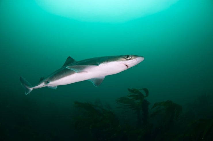 Pigghå er ein hai som trivst i Dalsfjorden. Den kan bli opptil 75 år gamal, og får få unger i løpet av livet. Den er sterkt truga grunna tidlegare overfiske, og er i dag forbode å drive fangst på. 