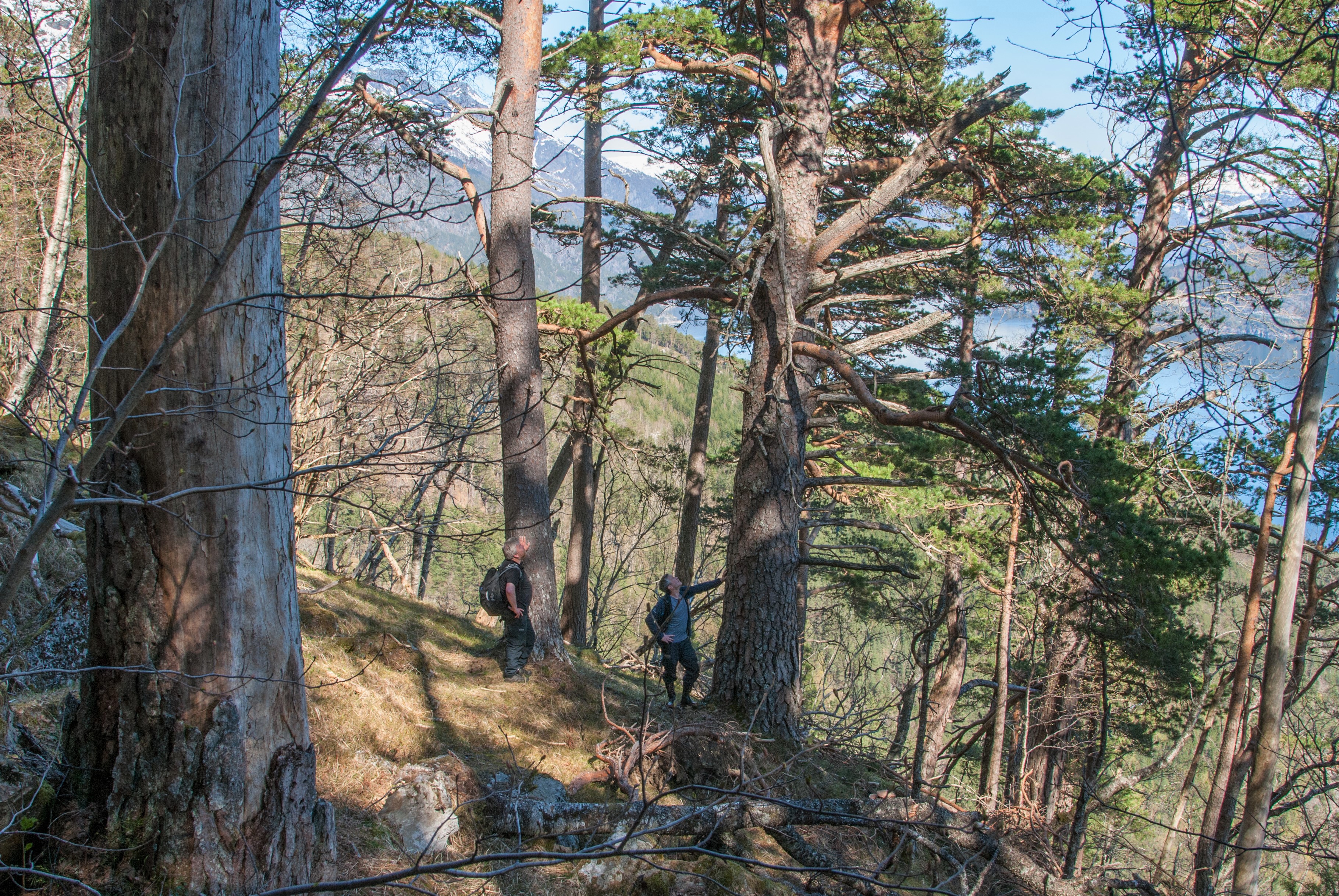 Både Åkre og Vikane (biletet) og Husedalen er ein av dei eldste og mest naturprega skogane i Vestland. Dette er skog med ulike treslag, og med både levande og døde tre i alle aldrar. Det gjev eit stort artsmangfald.