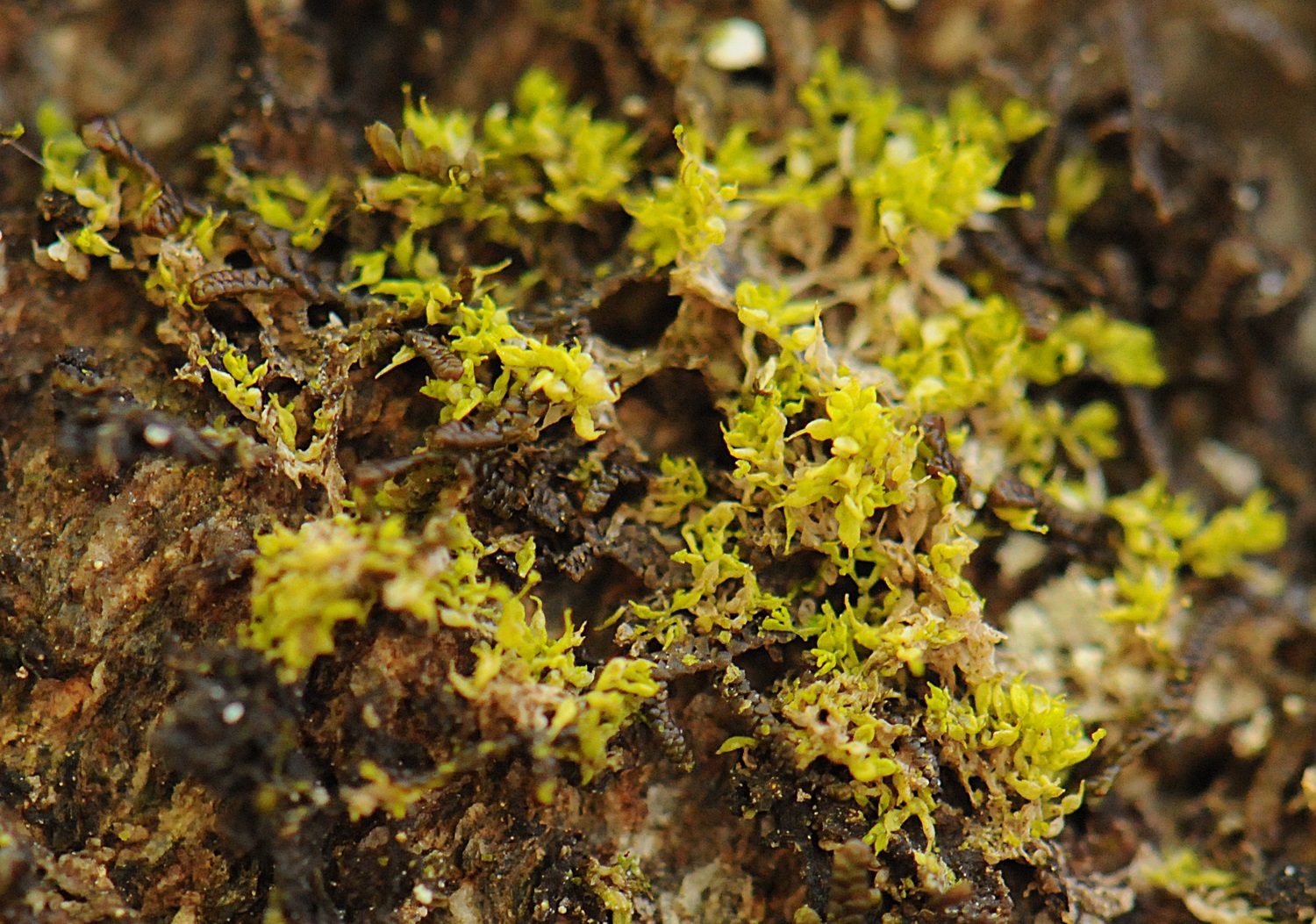 Regnskogmosen Colura calyptrifolia er berre funne i Femanger og ingen andre stader i Skandinavia. Arten her endå ikkje fått norsk namn. Vernet vil såleis sikra einaste kjente levestaden til arten hjå oss.
