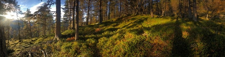 Furuskog i sollys Furuskog i sollys