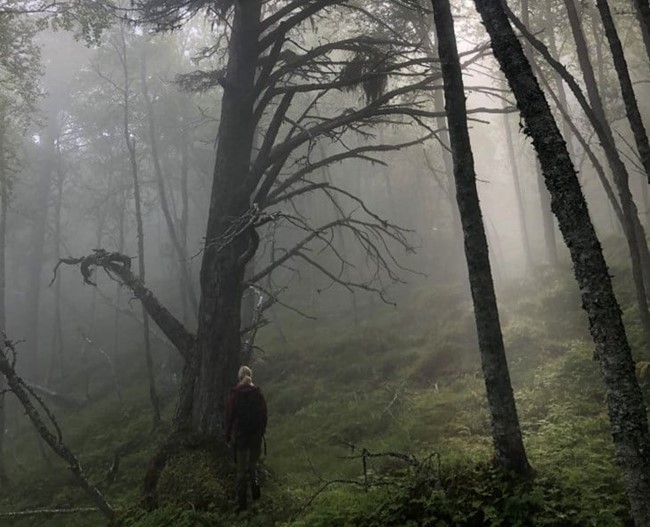 Gammelskog i tåke Gammelskog i tåke
