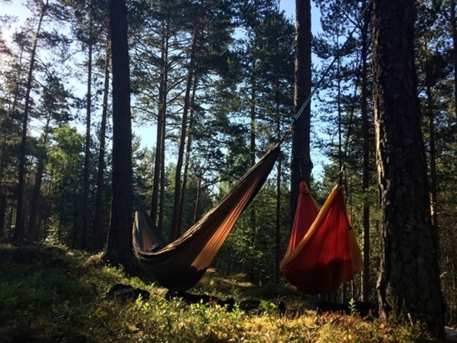 Skog og hengekøyer