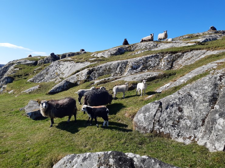 Figur 2. Ingen tvil om kven som held naturbeitemarkene og lyngheiene vedlike. 