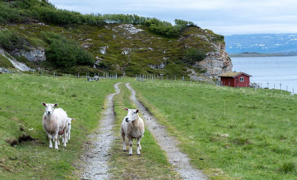 To sauer på innmark med uthus i bakgrunnen