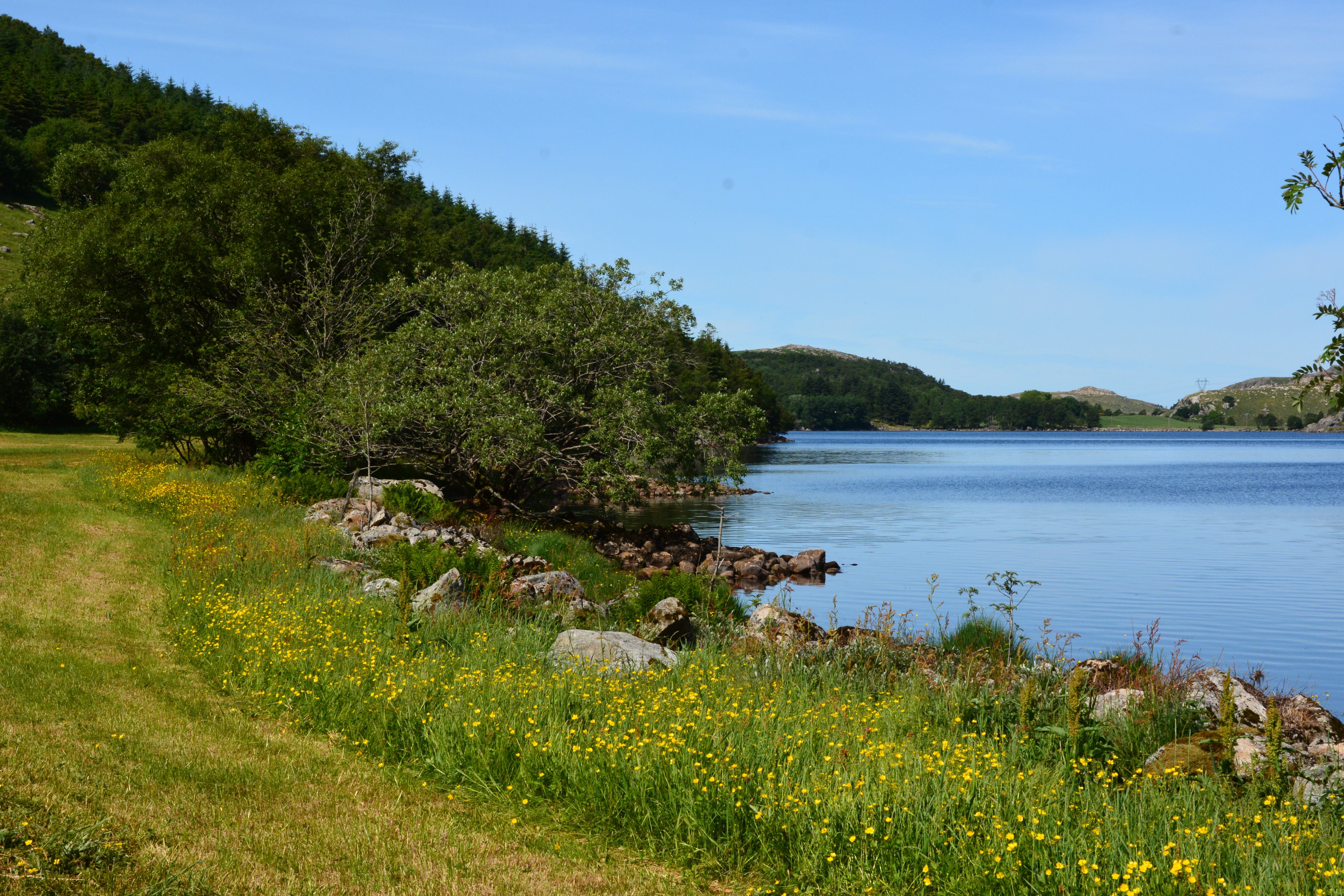 Bilde av kantsone langs et vann. Kantsonen er ikke klippet og har et gult innslag av engsoleie. Gresset på åkeren er ellers nylig høstet. I bakgrunnen ser man innmarksbeite og skog.