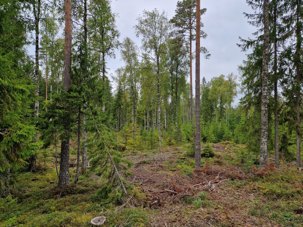 Skog