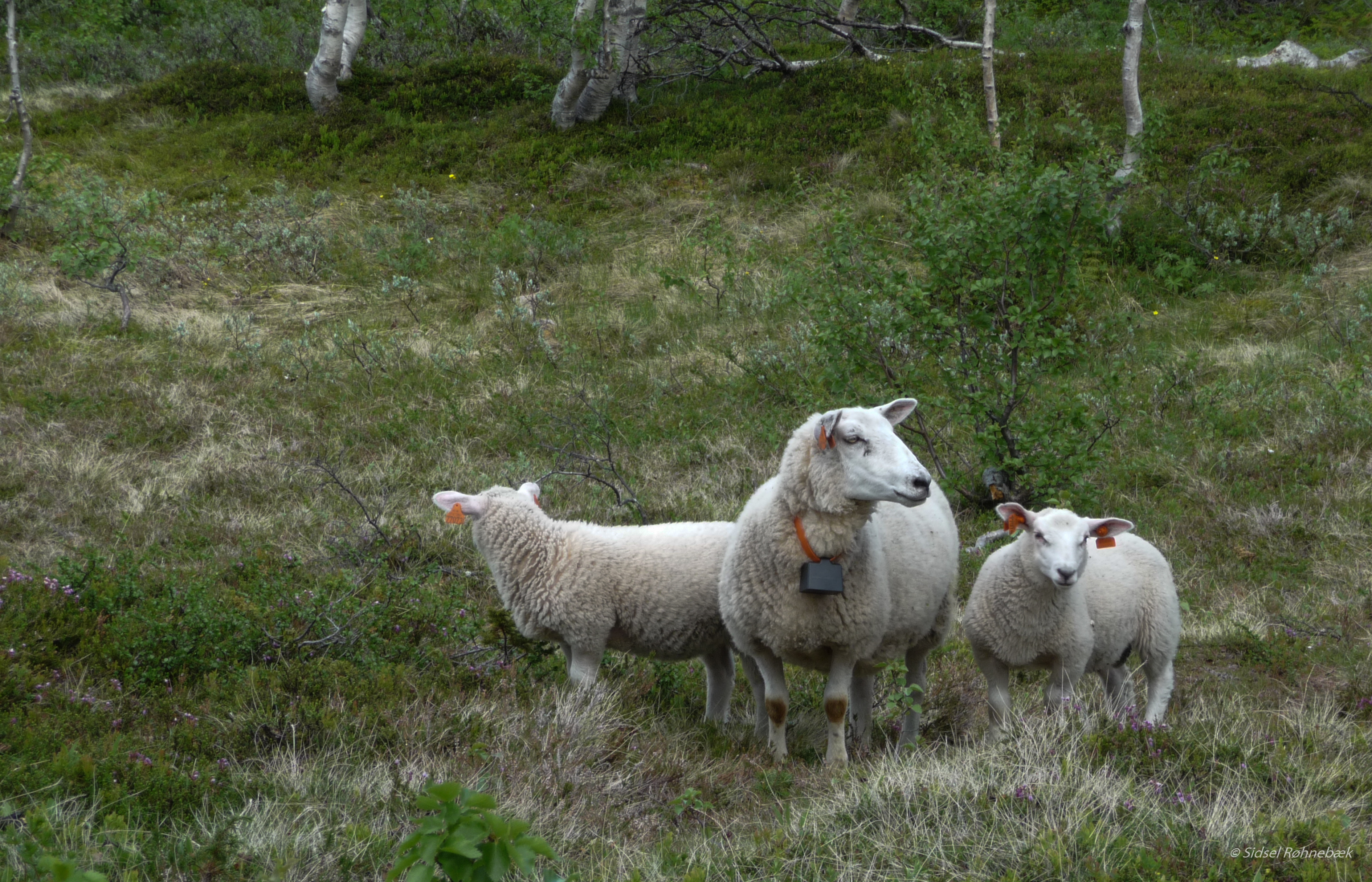 Sau på beite