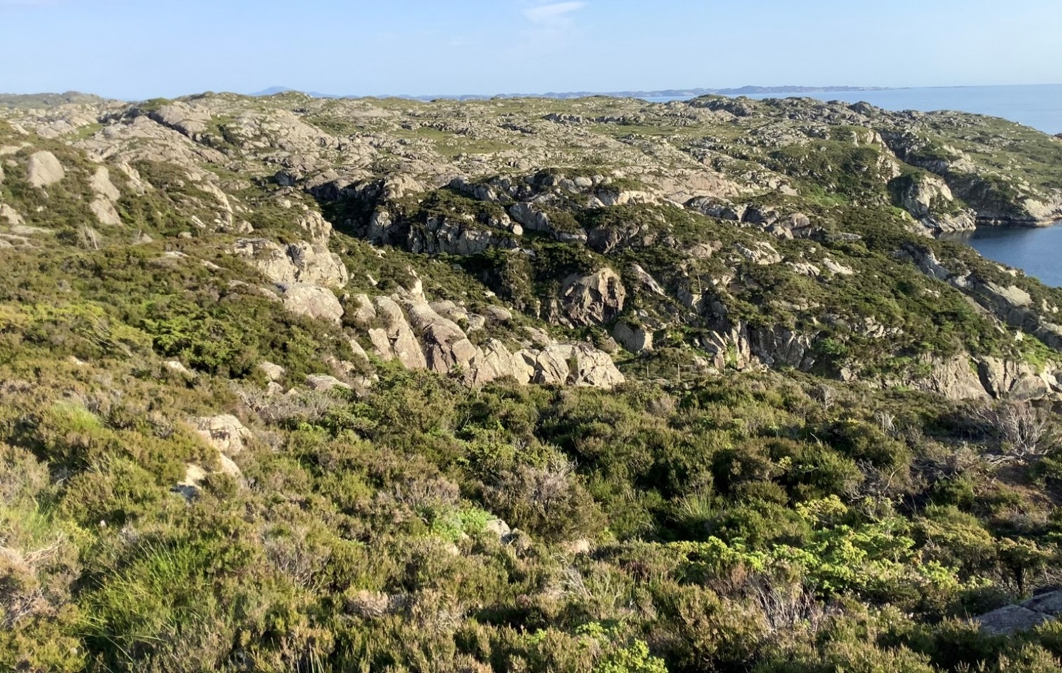 Landskapsbilete av kystlynghei