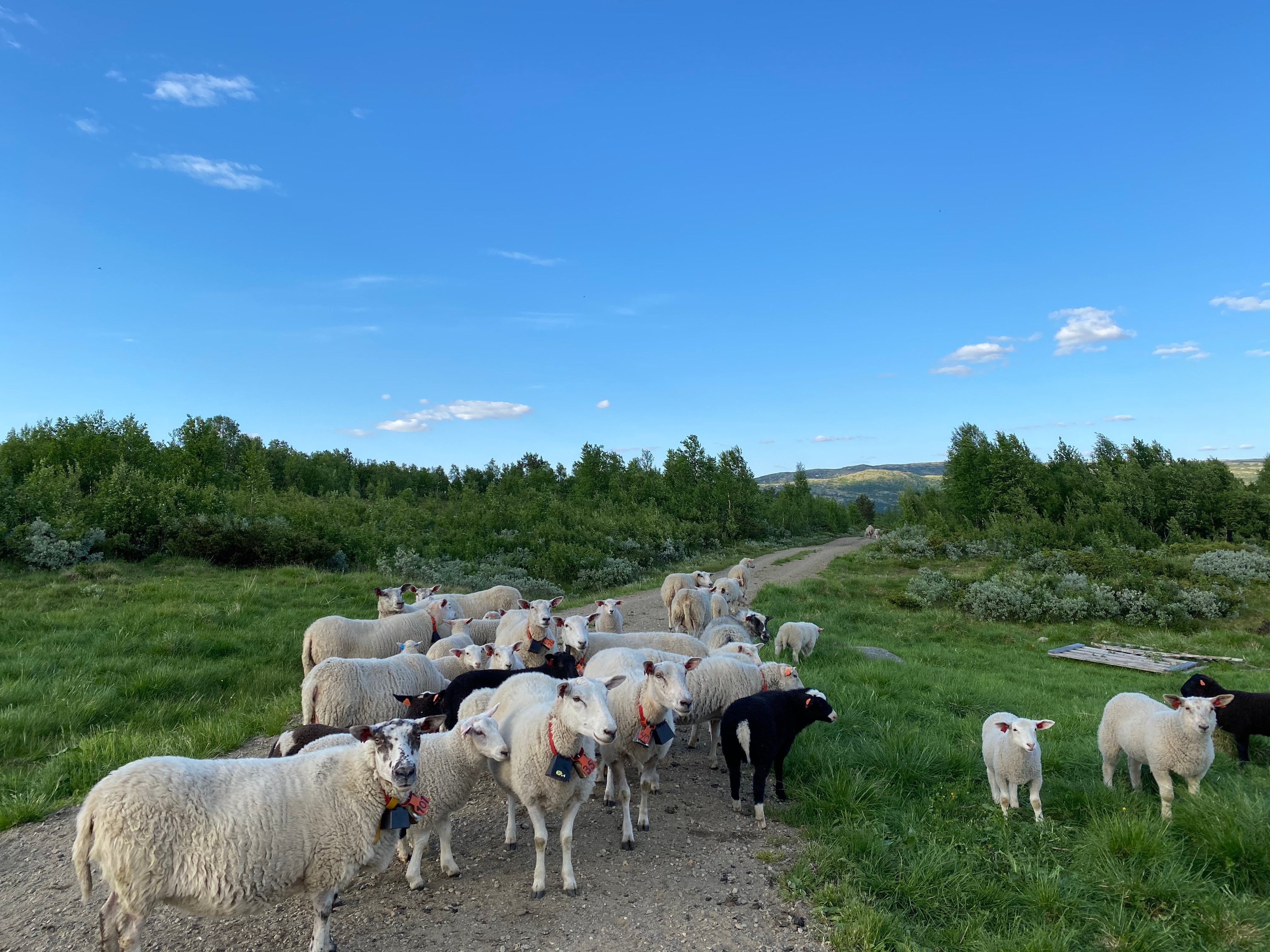 Bildet viser sau som går på utmarksbeite. 