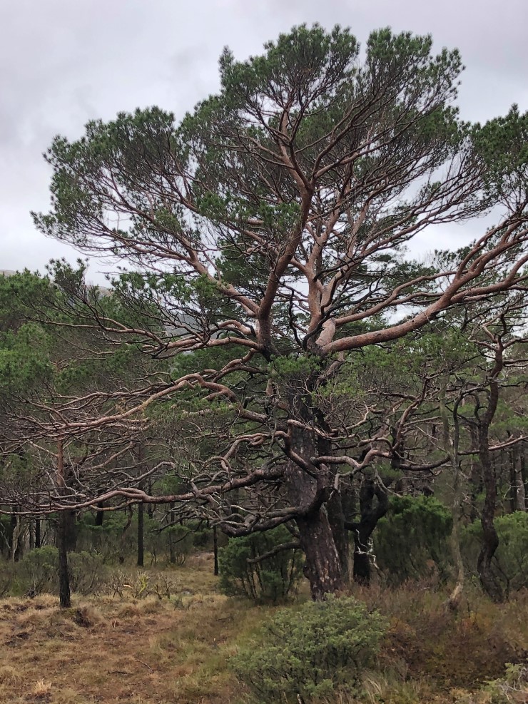 Vestnorsk regnskog er ein naturtype som vi har eit særleg ansvar for å ta vare på. Her trivst artar i det milde og våte vêret som ikkje kan overleve på tørrare stader. 