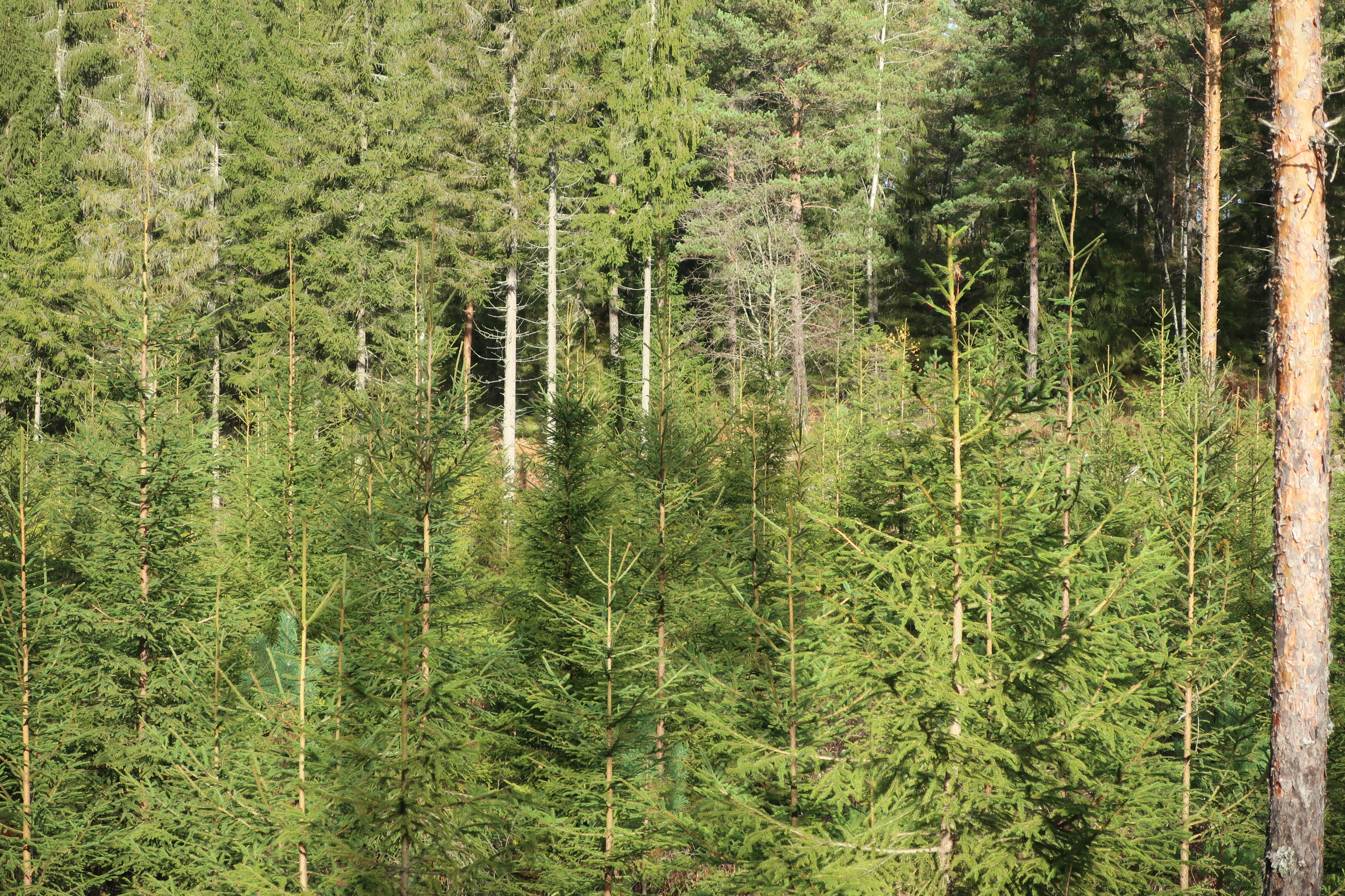 Skog og ungskogpleie