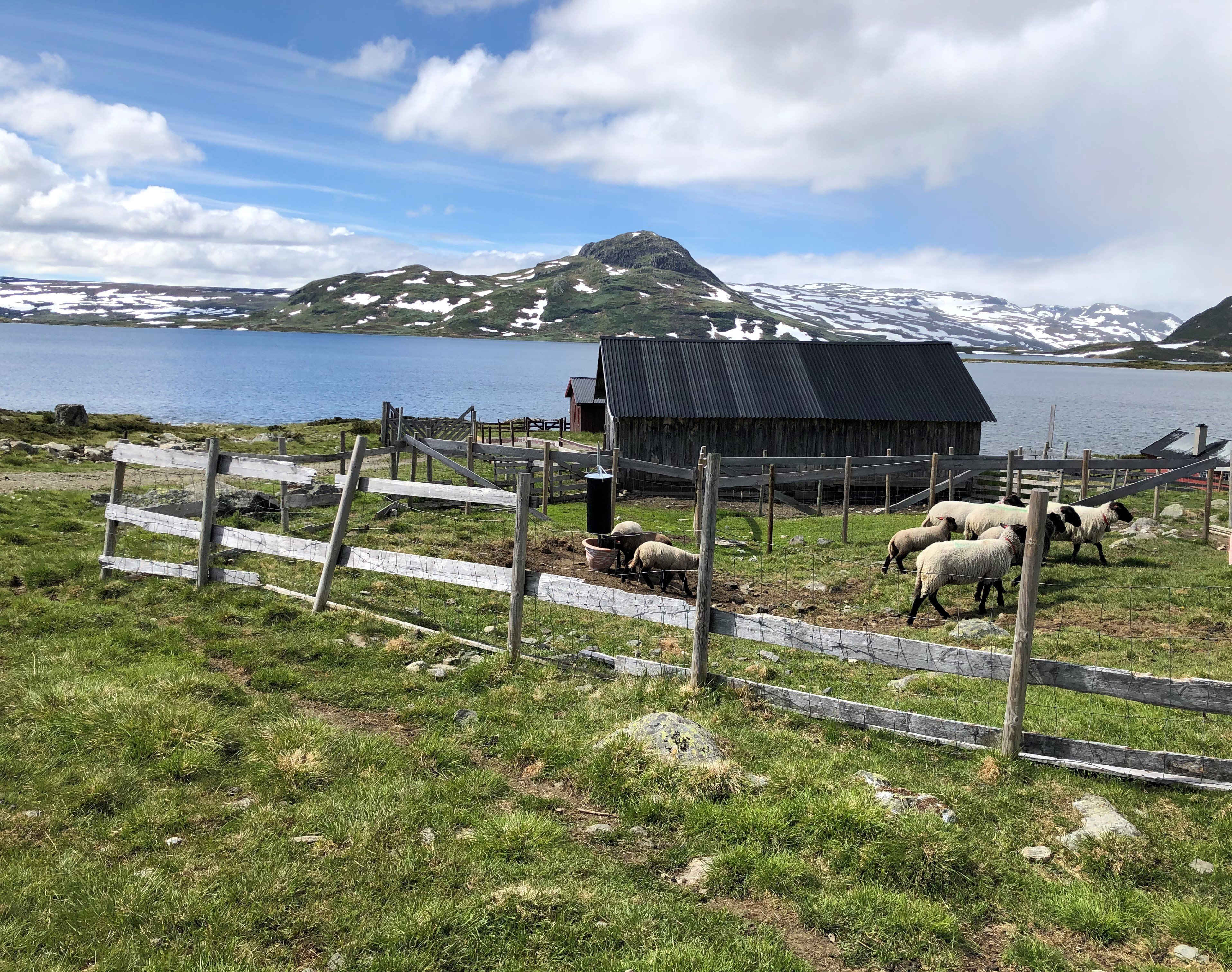 Sau ved Toviken i Nordfjellasonen.