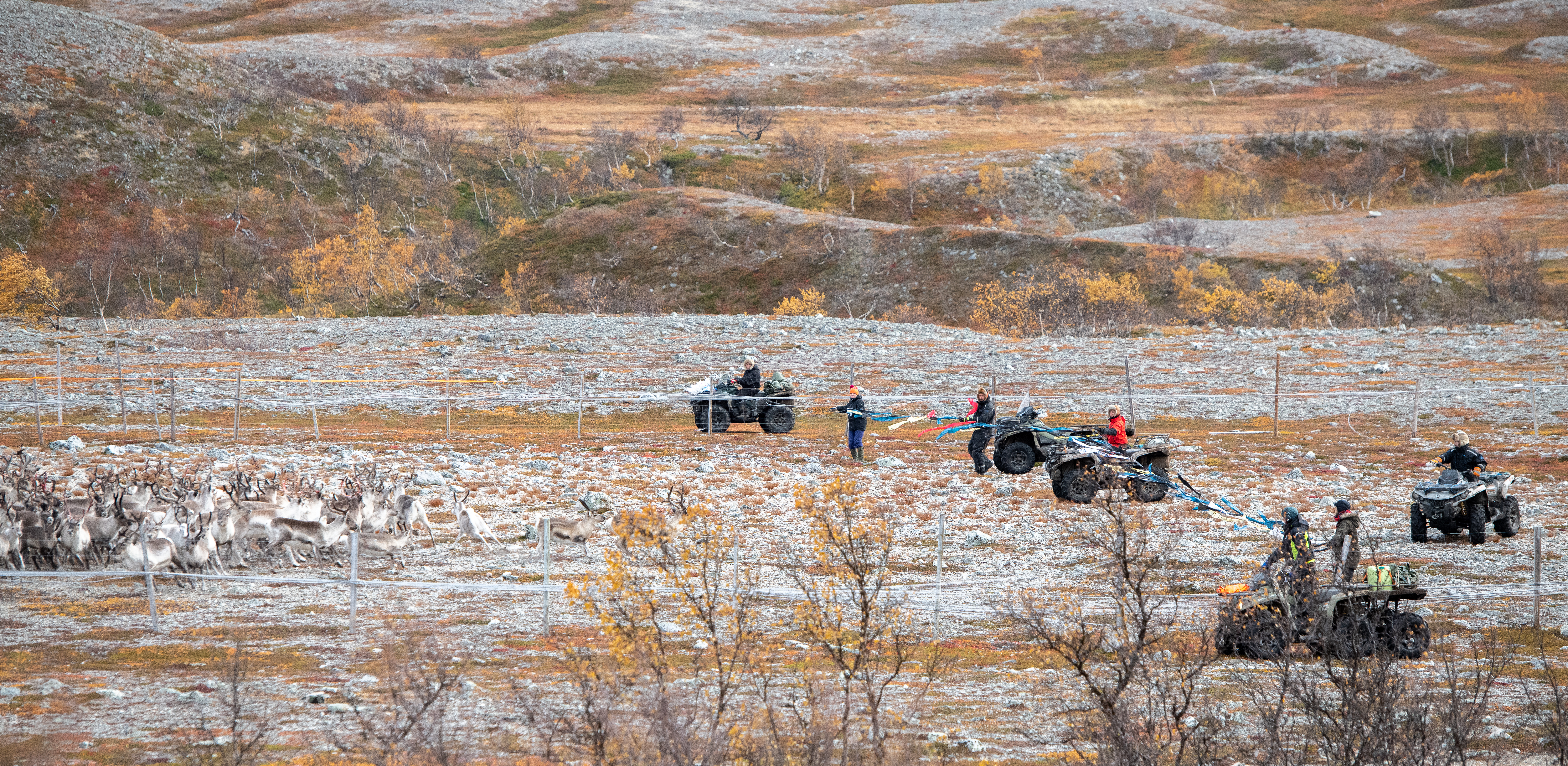 Rein samles i gjerde. (Illustrasjonsbilde.) 