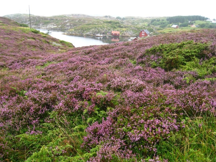 Lynghei i drift er dominert av frisk røsslyng og har låg vegetasjon. Austevoll.