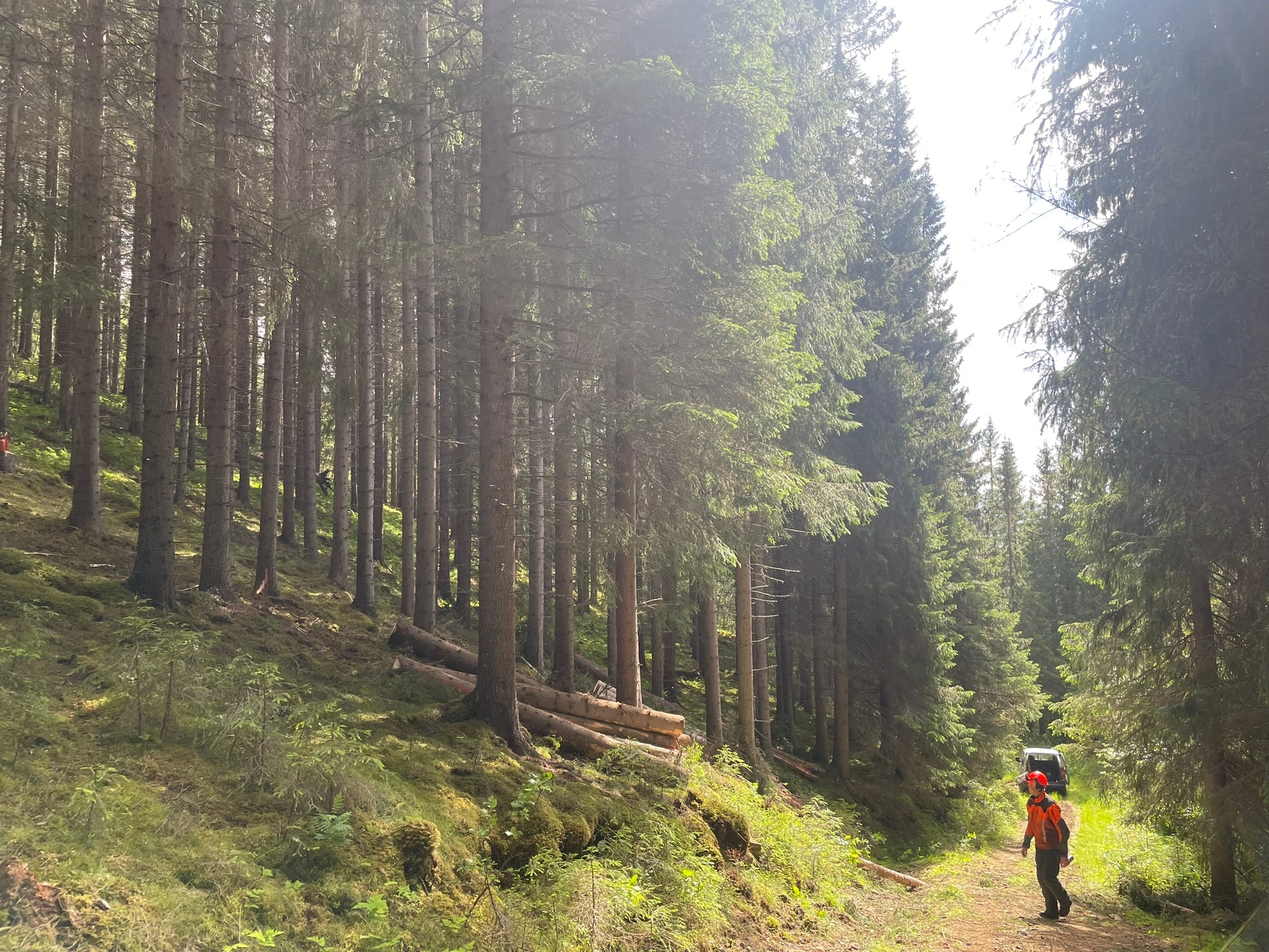 Skog, tømmer og traktorvei en sommerdag.