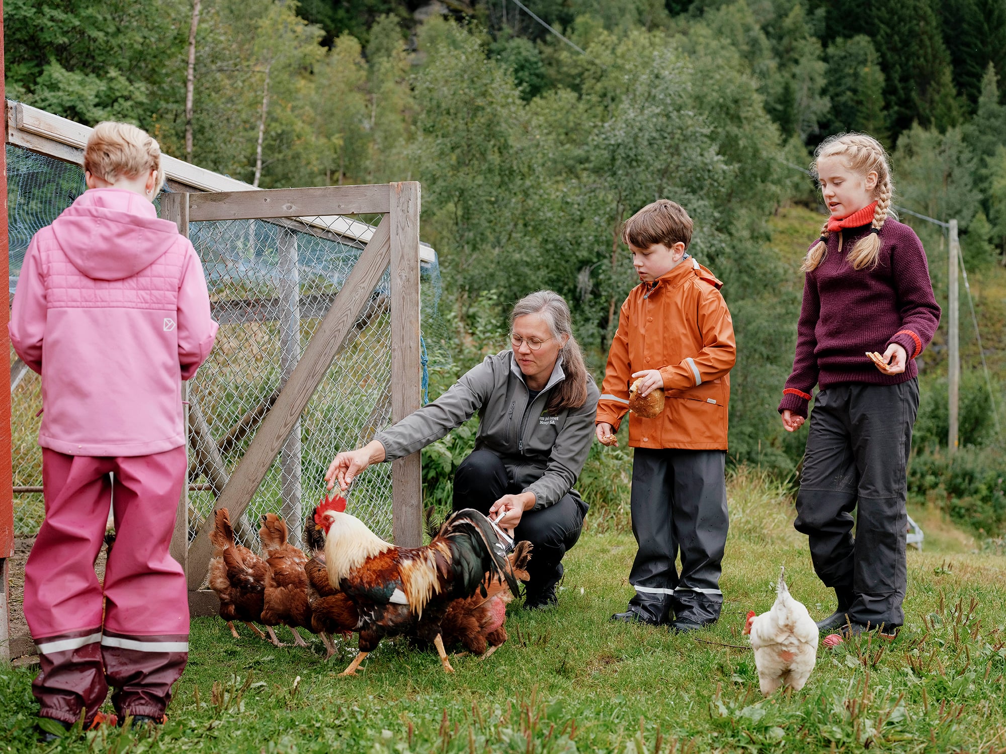 Barn og en voksen står i gresset og mater høner ved et gjerde.