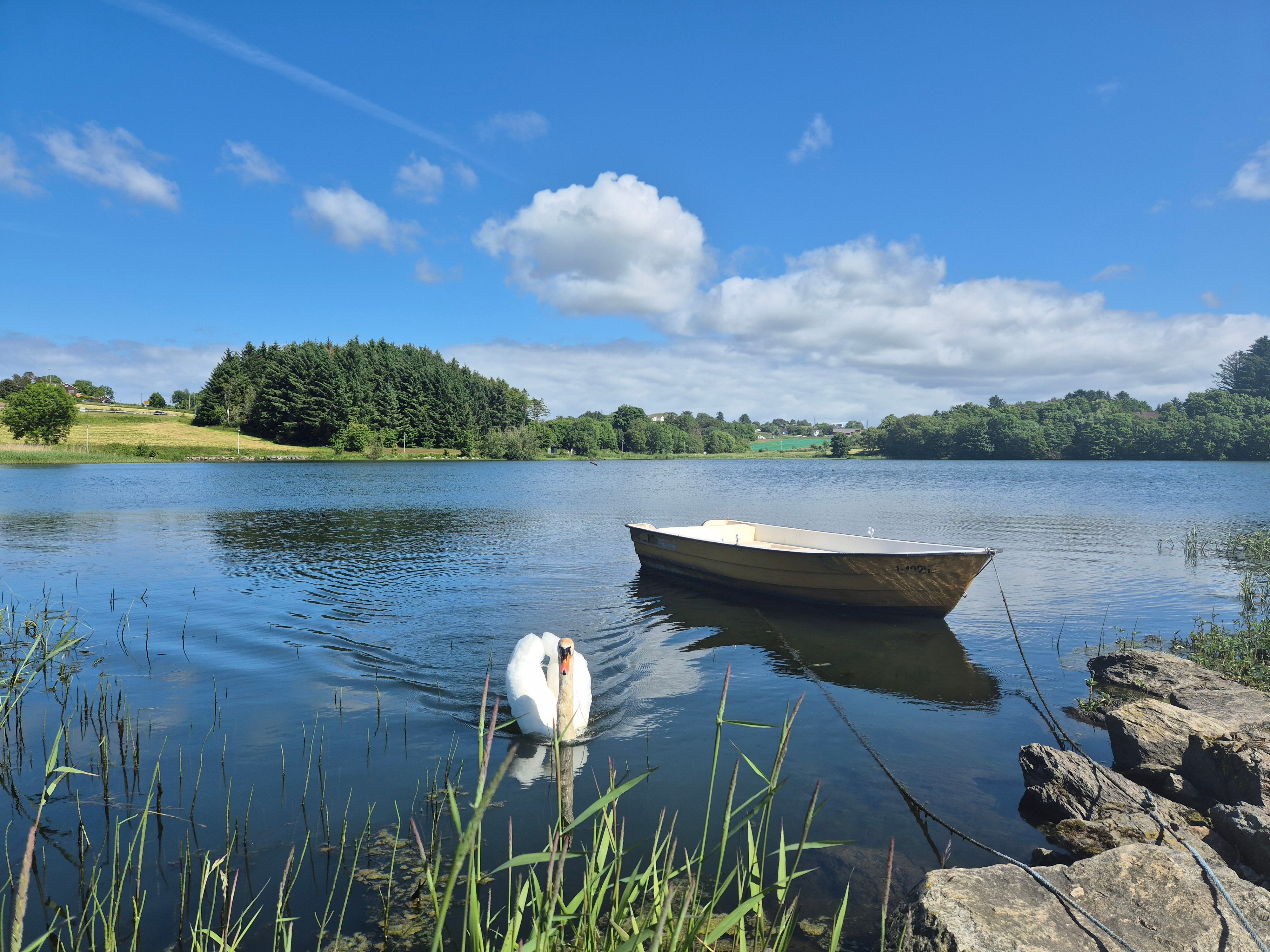 Bilde tatt ut mot hålandsvatnet fra noen steiner og siv langs kanten, med en hvit robåt på vannet og en svane som svømmer mot fotografen. I bakgrunnen ser man trær og åker. Himmelen er blå med noen skyer, og man ser det er solfylt.