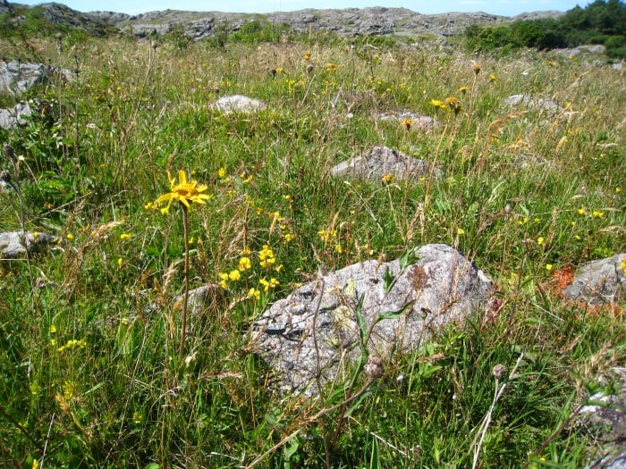 Solblom er ein trua og sjeldan plante, som krev ekstra omsyn ved beiting. 
