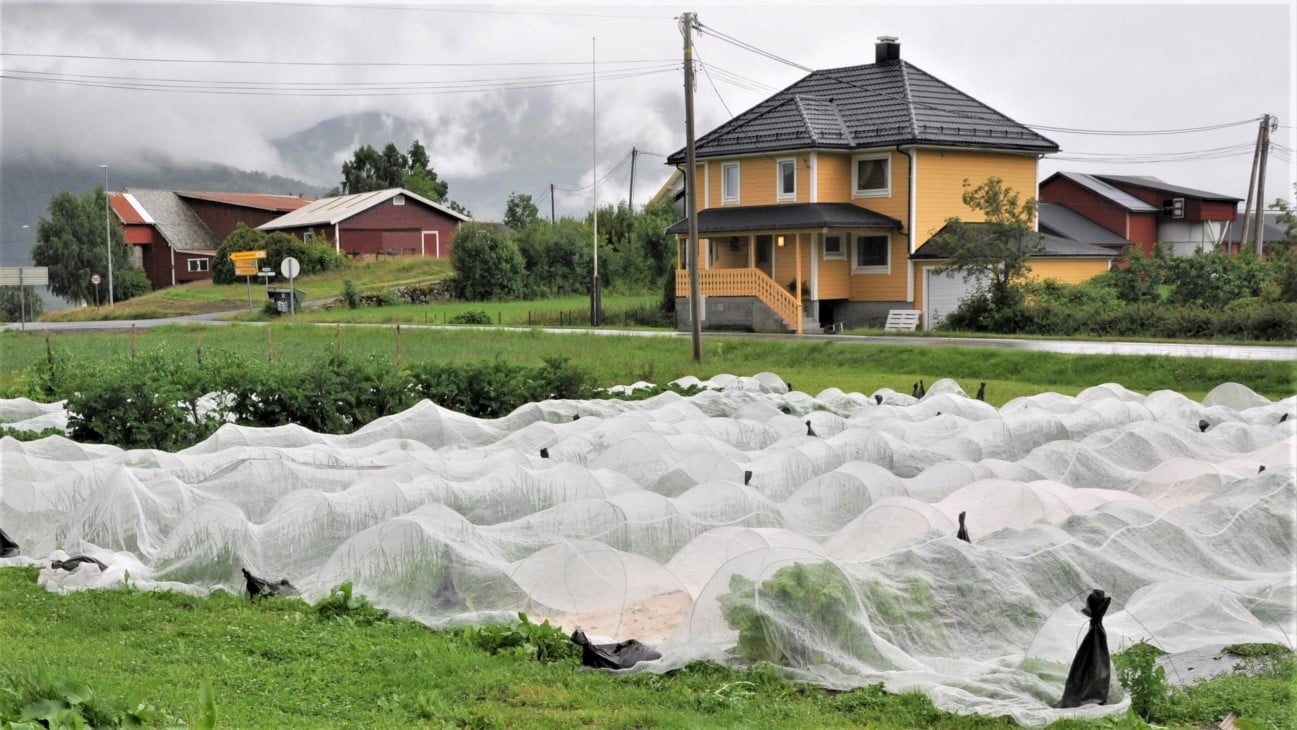 Felt med grønnsaker dekket med fiberduk, bolighus i bakgrunnen