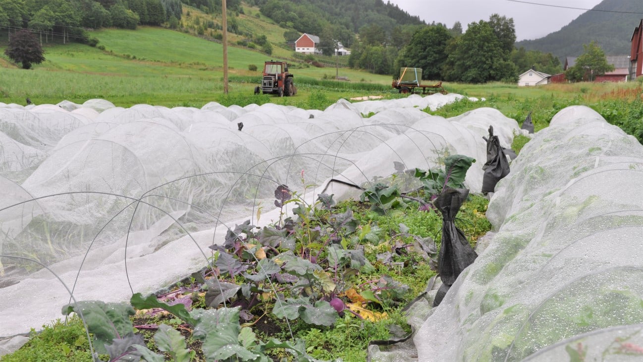 Rekker med grønnsaker, noen med fiberdu. Gårder og fjellandskap i bakgrunnen