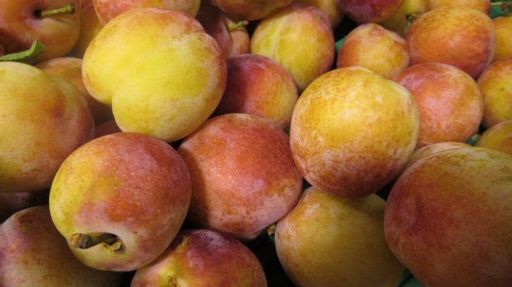 Fruktproduksjon er ei viktig næring i Vestland.