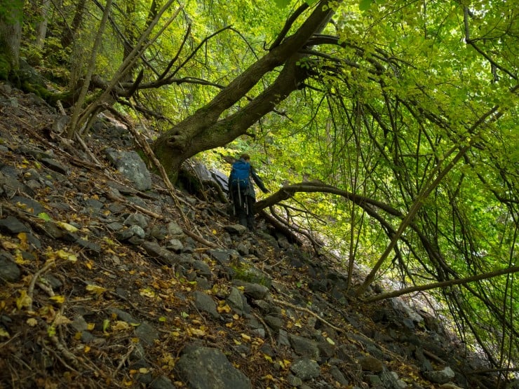 Tilbodsarealet på Loftesnes er stadvis bratt og utilgjengeleg for folk. Området gjev likevel gode levekår for lind, hassel og osp og alle artane som treng gamle og døde tre for å overleve. 