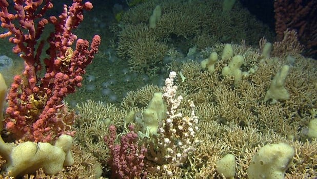 Korallrev med sjøtre og svamper. Kunnskapen om det marine miljøet er svært mangelfull. Med økende press på marine områder i kystsonen er det et stort behov for å avdekke områder med verdifulle og sårbare arter og naturtyper.