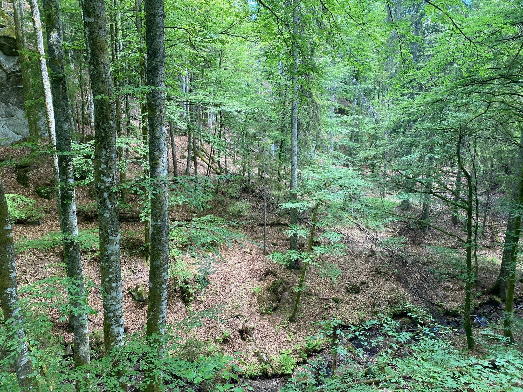 Rik edelløvskog i Bakke naturreservat i Larvik kommune