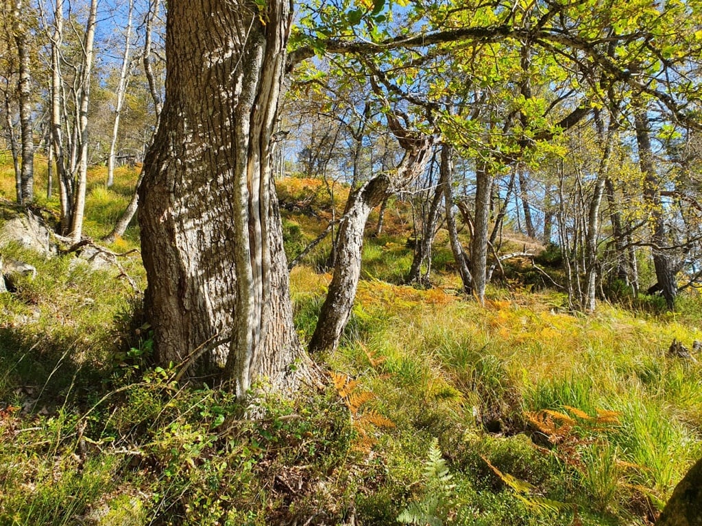 Grov og gammel eik i Grautkleivknatten og Rypeknuten naturreservat.