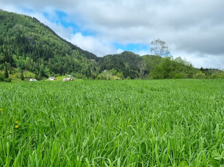 Eit jorde med gras og ein gard og eit fjell i bakgrunnen