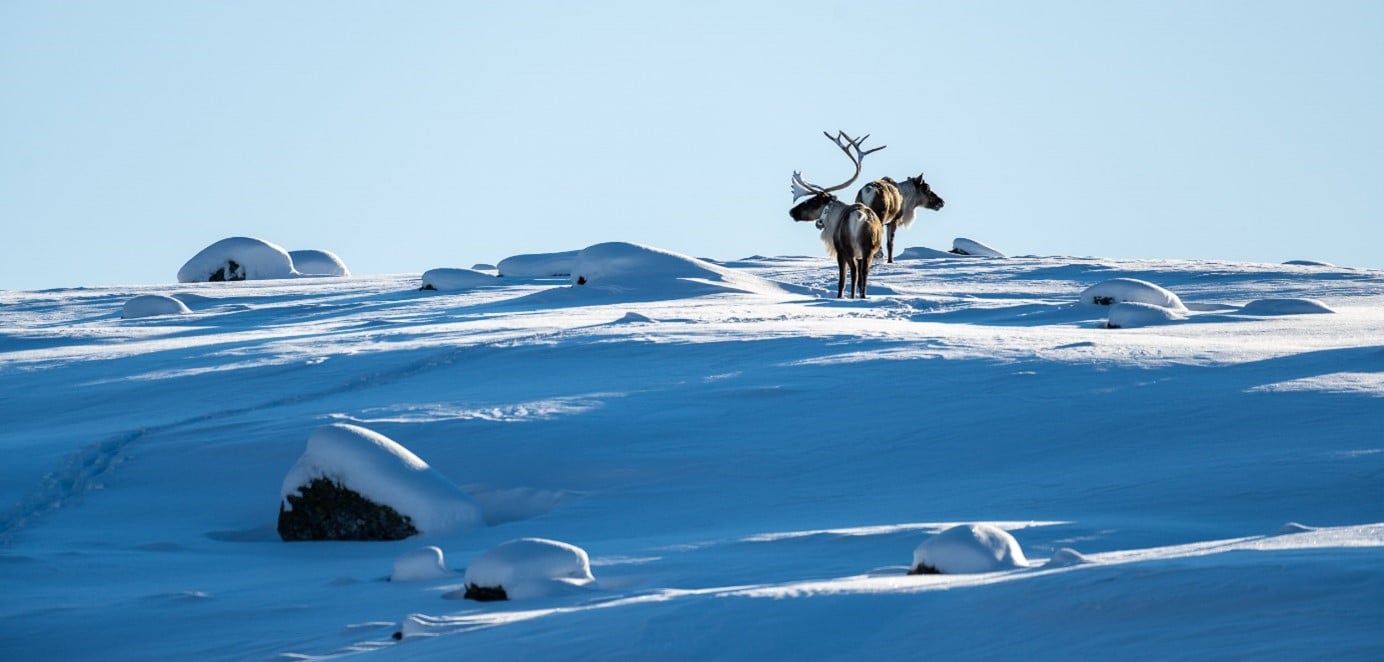 Bilde av villrein i snødekte fjell.