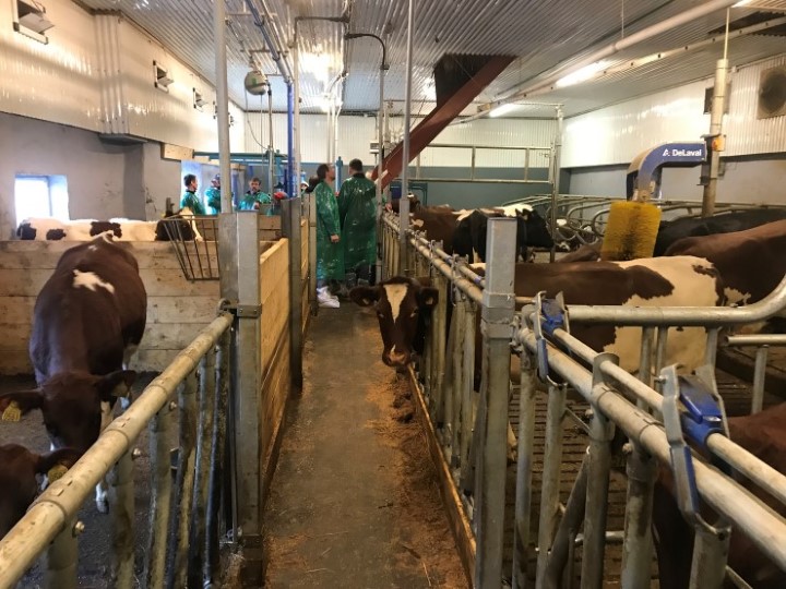 Dyra har funne seg godt til rette i den ombygde fjøsen Dyra har funne seg godt til rette i den ombygde fjøsen